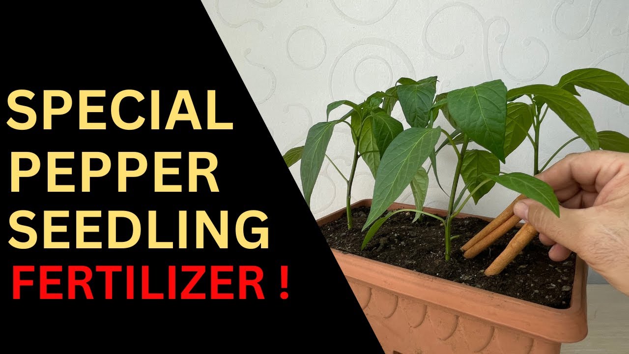 Natural Formula that Grows Pepper Seedlings in Pots at an Amazing Speed (100% Effective)