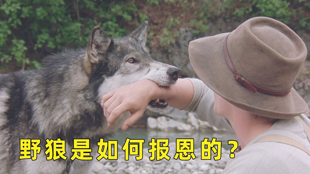 少年救野狼一命，野狼给予少年10倍回报，视频结尾超暖