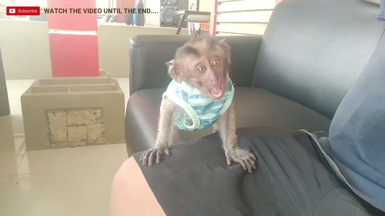 BABY MONKEY KELY SHOCKED TO SEE HIS FACE IN VIDEO | MONYET | MONPAI | ANIMAL | ANIMALS
