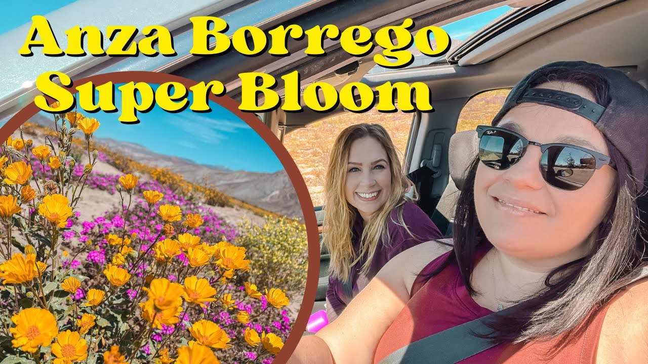 Southern California Super Bloom in Anza Borrego | 2023
