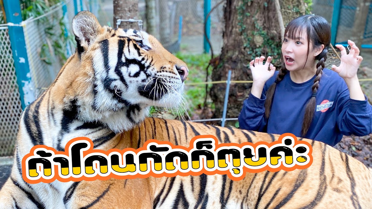 日本では絶対無理!!放し飼いのトラと遊べる動物園inパタヤ