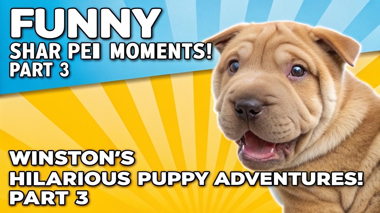 30+ FUNNY Chinese Shar Pei Moments That Will Make You Laugh