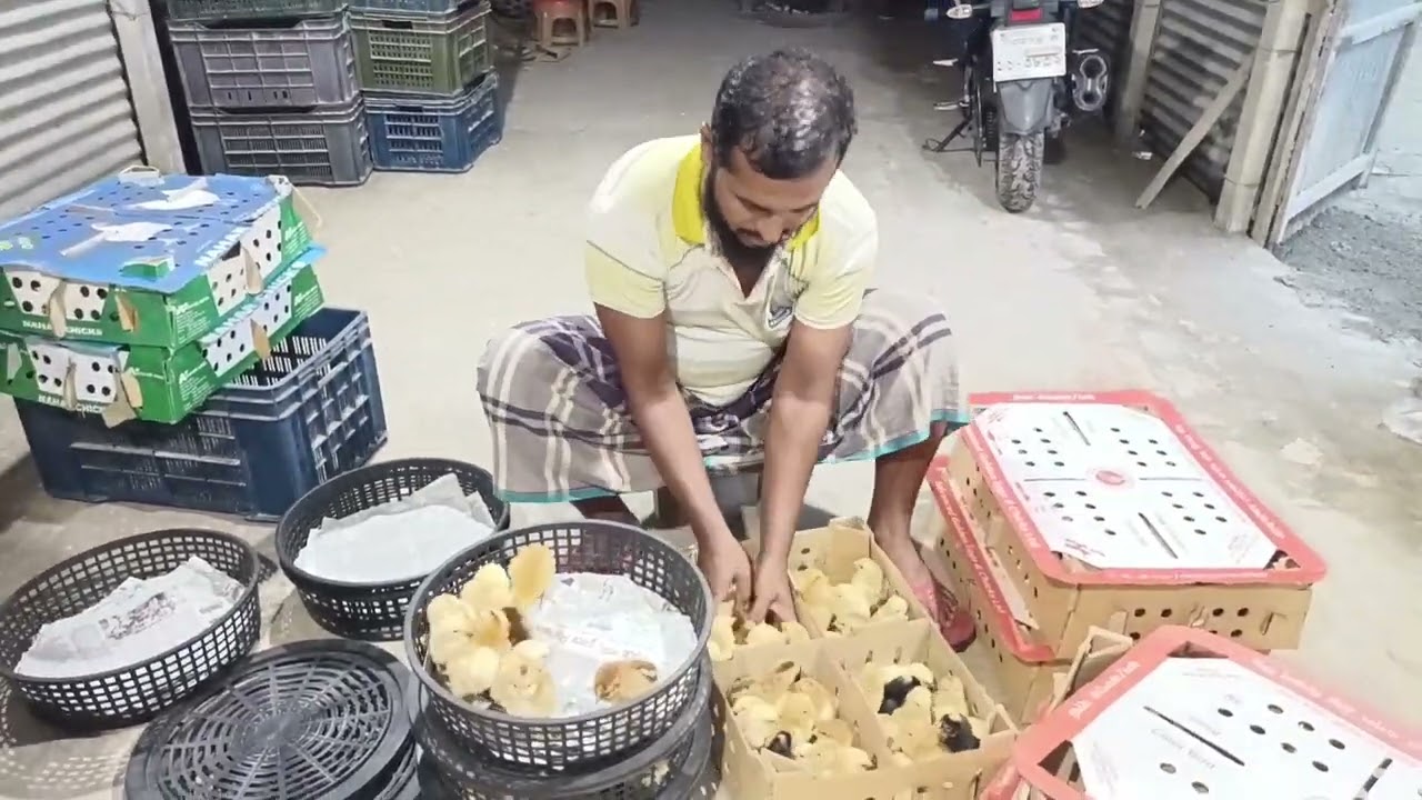 এ গ্রেট টাইগার মুরগির বাচ্চা নিতে যোগাযোগ করুন