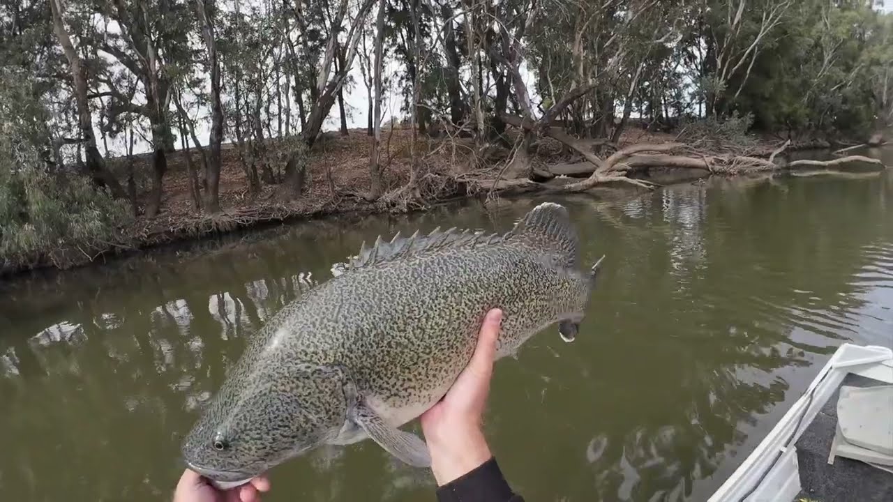 Autumn Cod Fishing - 14 fish session