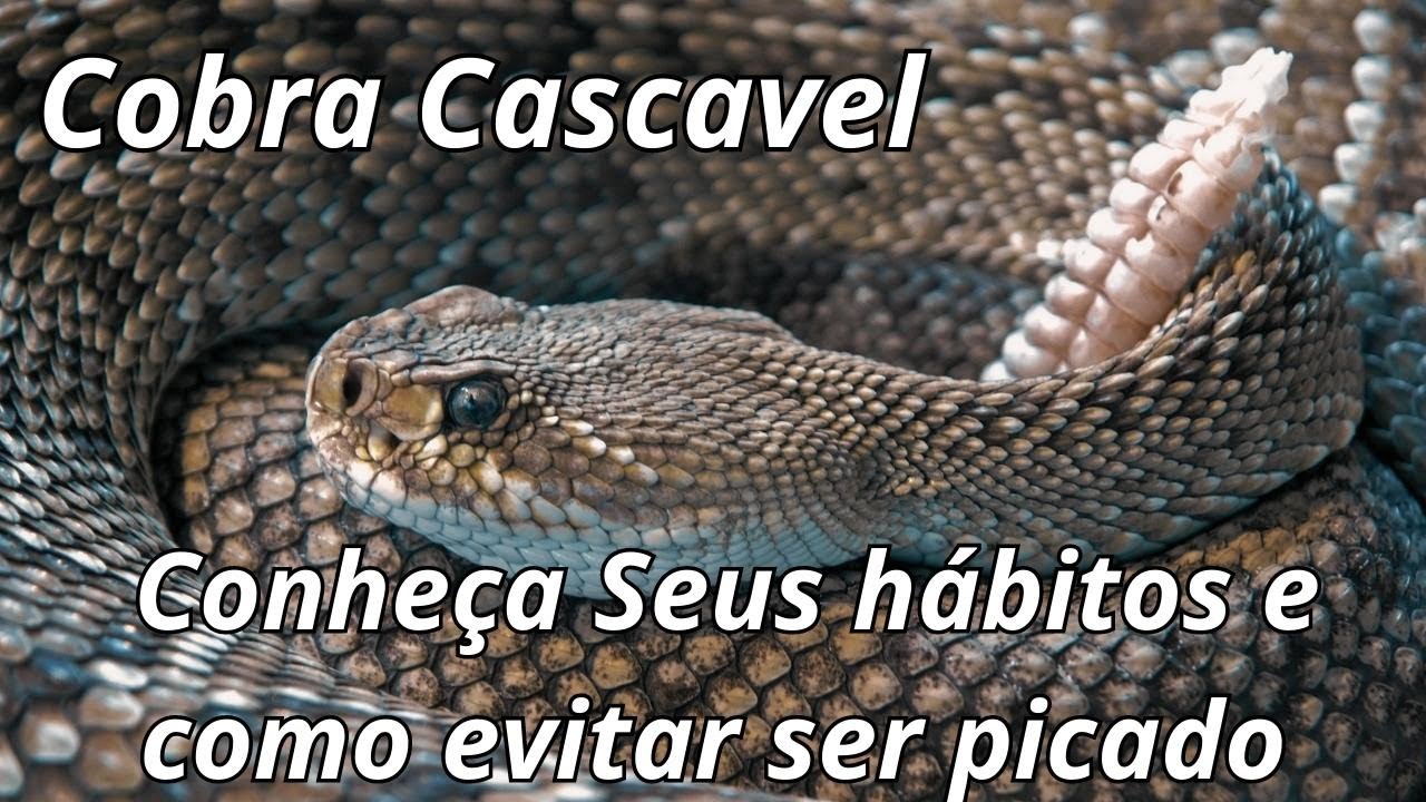 Cobra cascavel: conheça seus hábitos, habitat, presas e como evitar ser picado