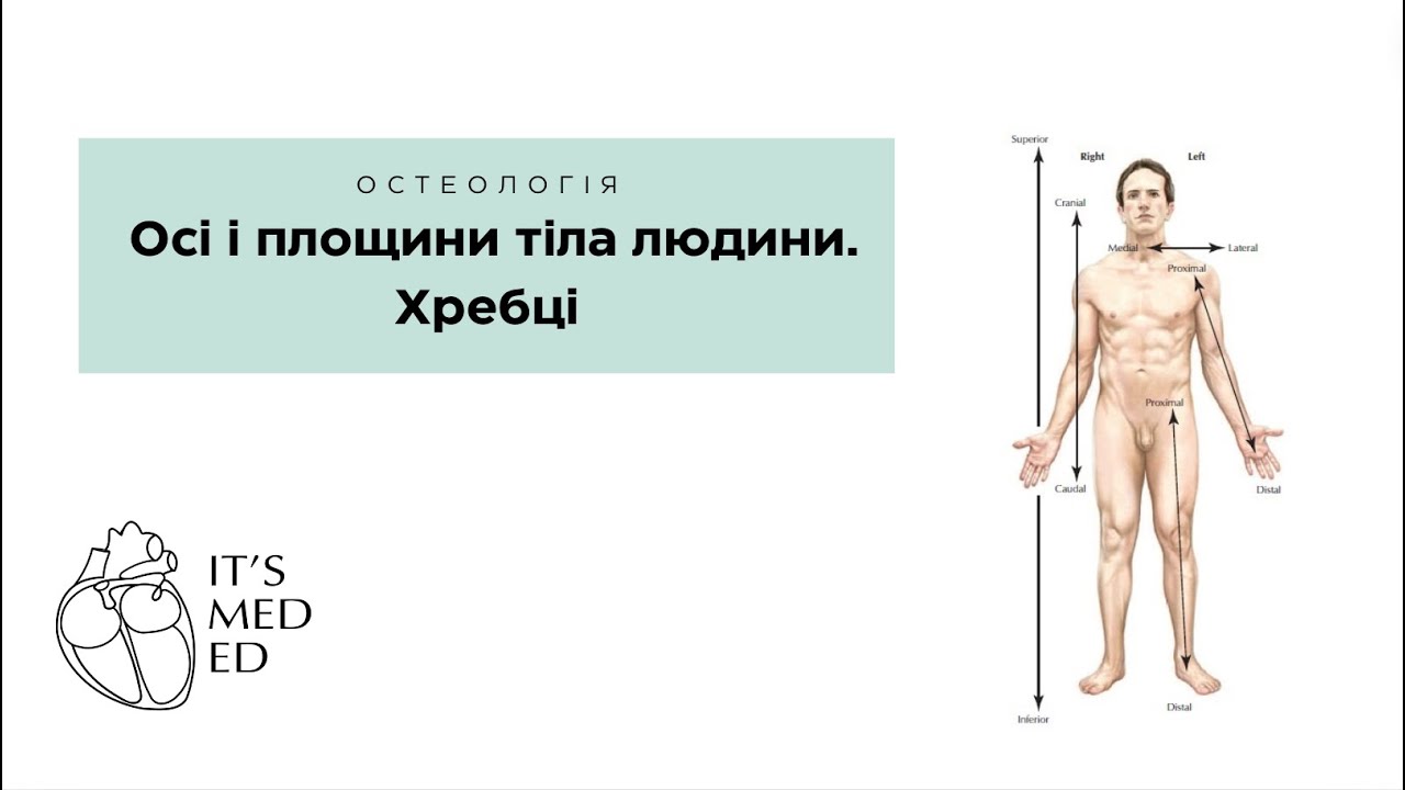 Осі і площини тіла людини. Хребці