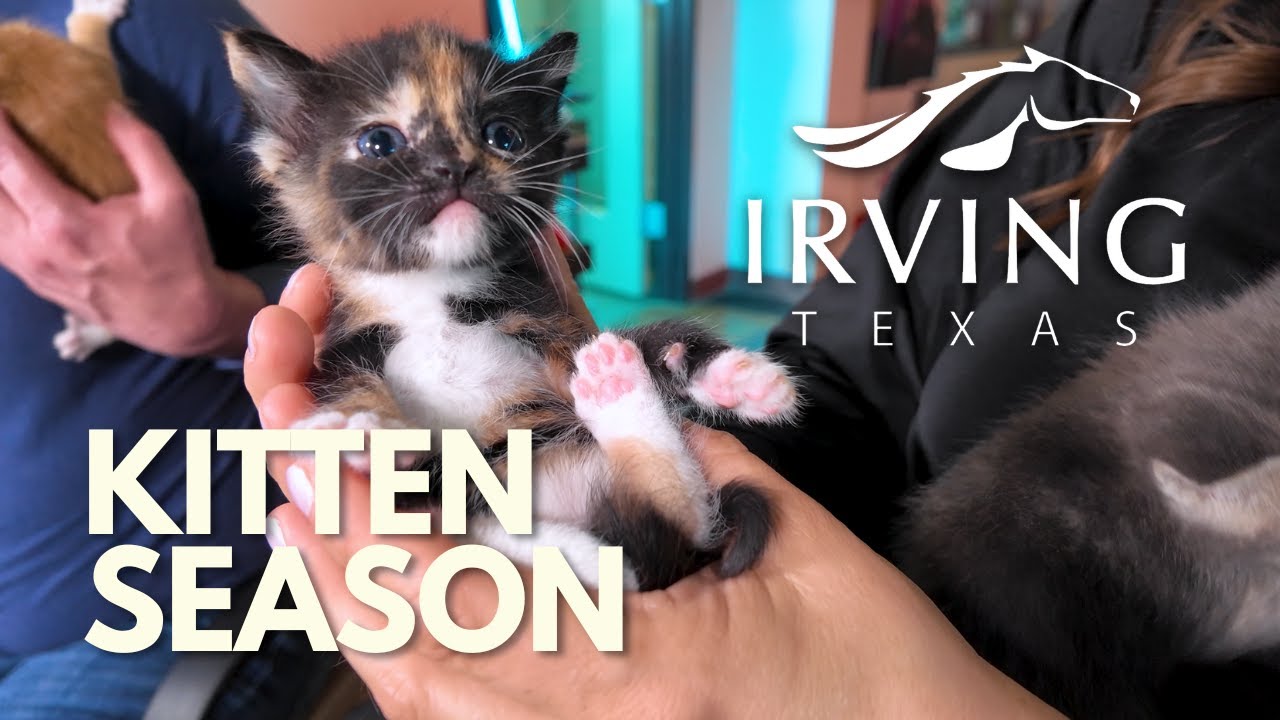 🐱 Kitten Season in Irving: What to Know