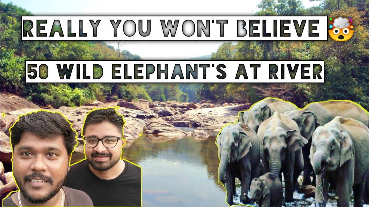 Anakulam Munnar/Elephant Village In Munnar/Jeep Safari/Wild Elephant/Tourist Place Munnar #tamil