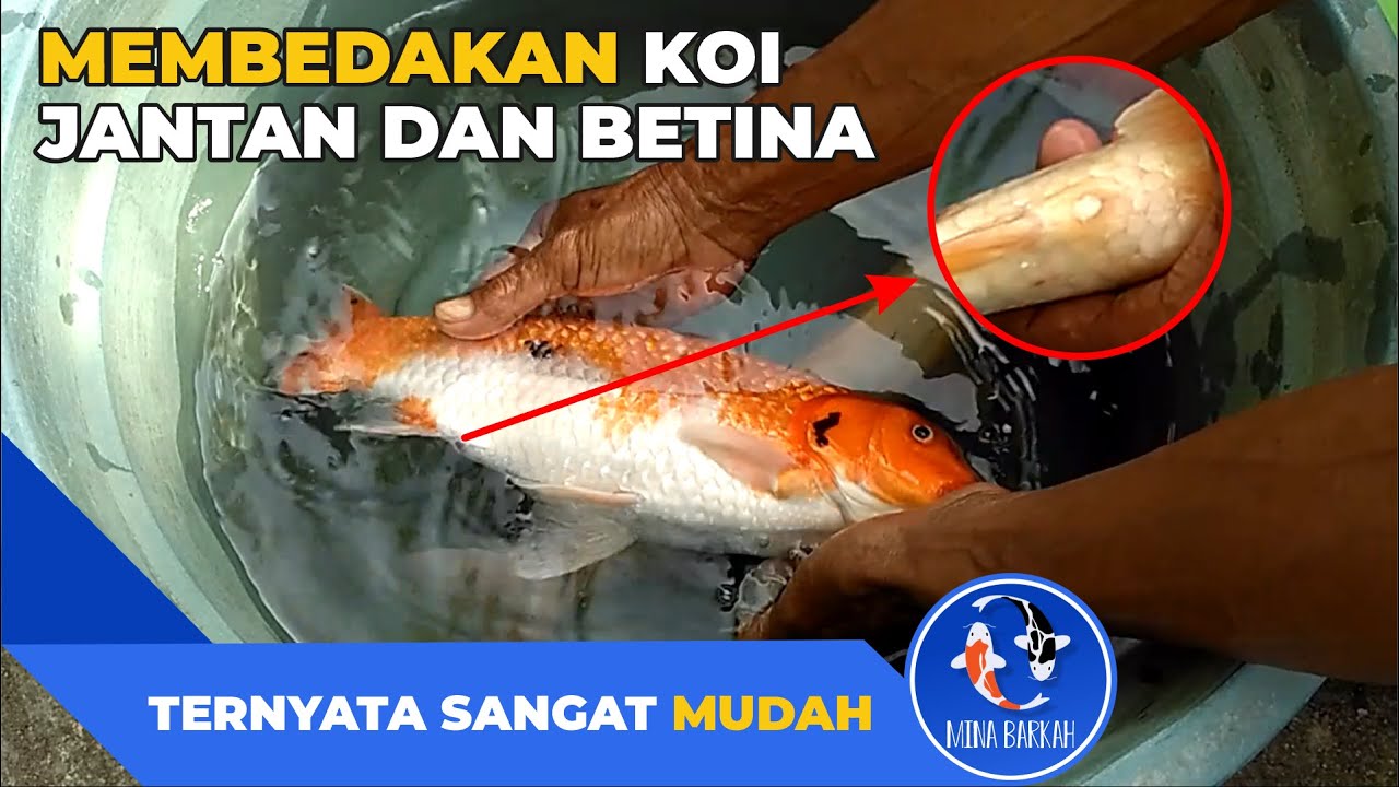 Cara Membedakan Ikan Koi Jantan dan Betina
