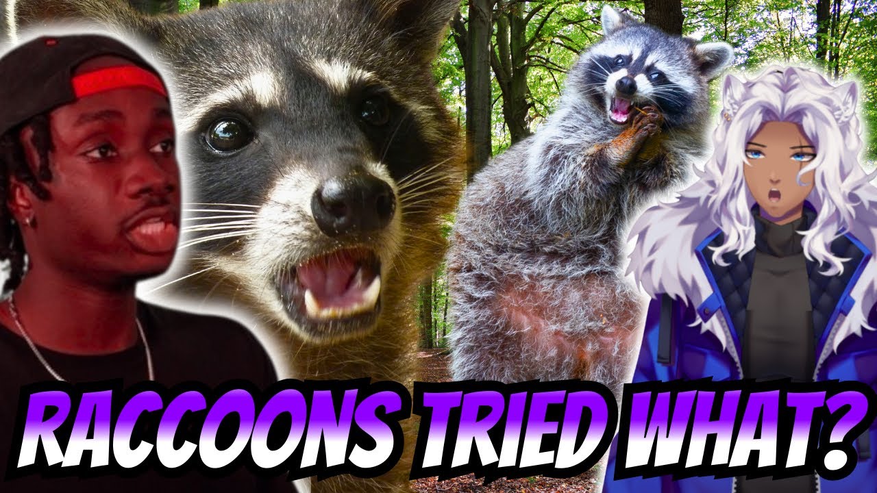 Raccoons Almost Played Us | Casual Geographic Reaction