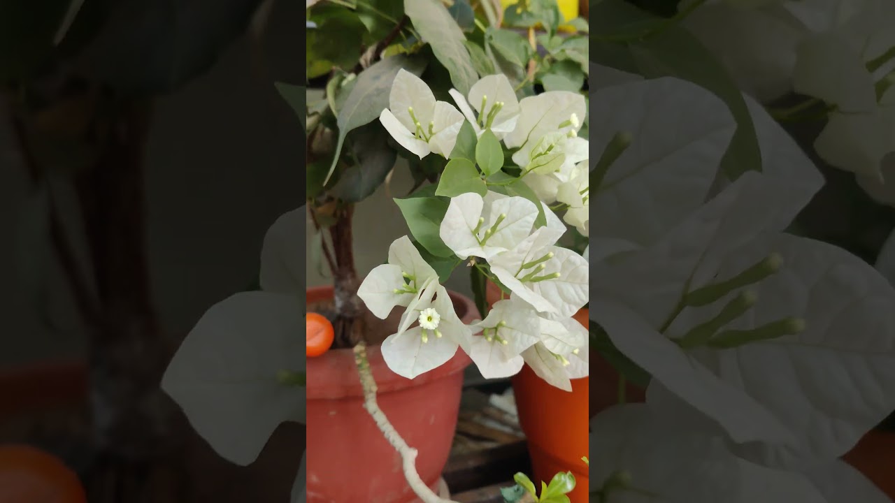 plants l flowers l shorts l garden