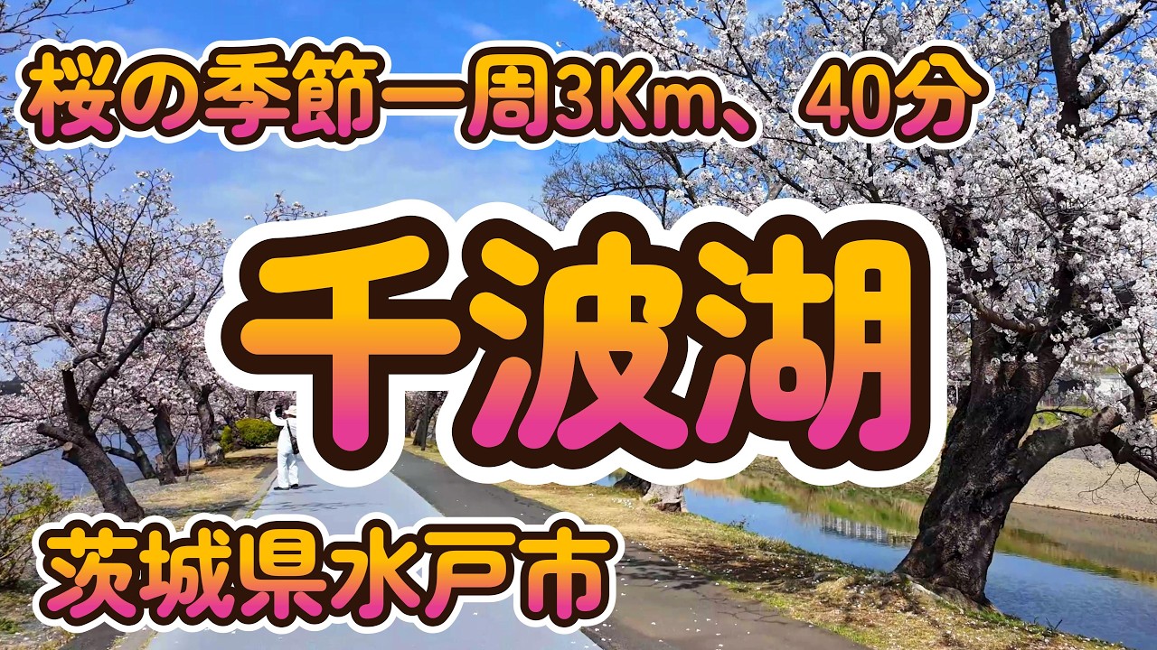 【Street View】桜の季節、千波湖一周散歩  自然の美しさを楽しむ人々 茨城県水戸市千波公園 4K