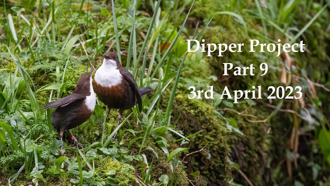 Dipper project 3rd April 2023 Part 9