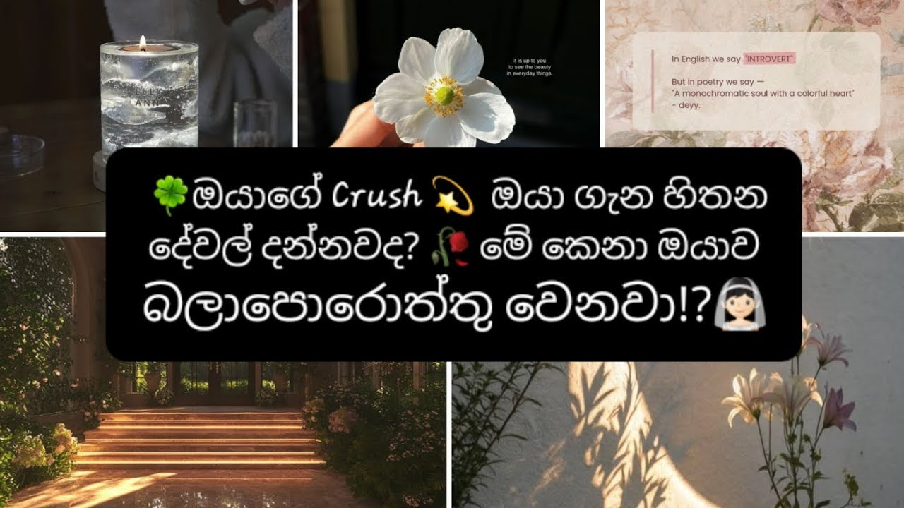 🍀ඔයාගේ Crush💫ඔයා ගැන හිතන දේවල් දන්නවද?🥀මේ කෙනා ඔයාව බලාපොරොත්තු වෙනවා!👰🏻|collective reading sinhala
