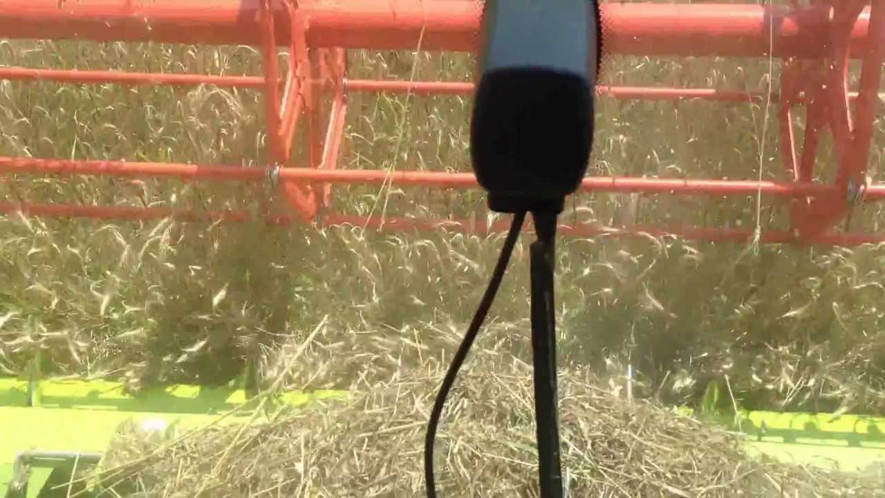 La treierat de Triticale 2013