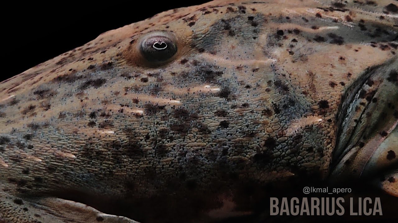 Bagarius lica (Kenerak).....Goonch catfish,devil catfish.