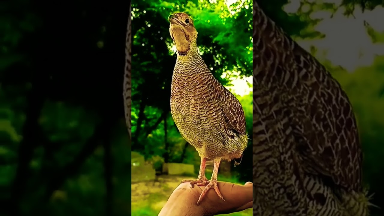 Quail Beautiful Voice 😍 | Birds and Nature