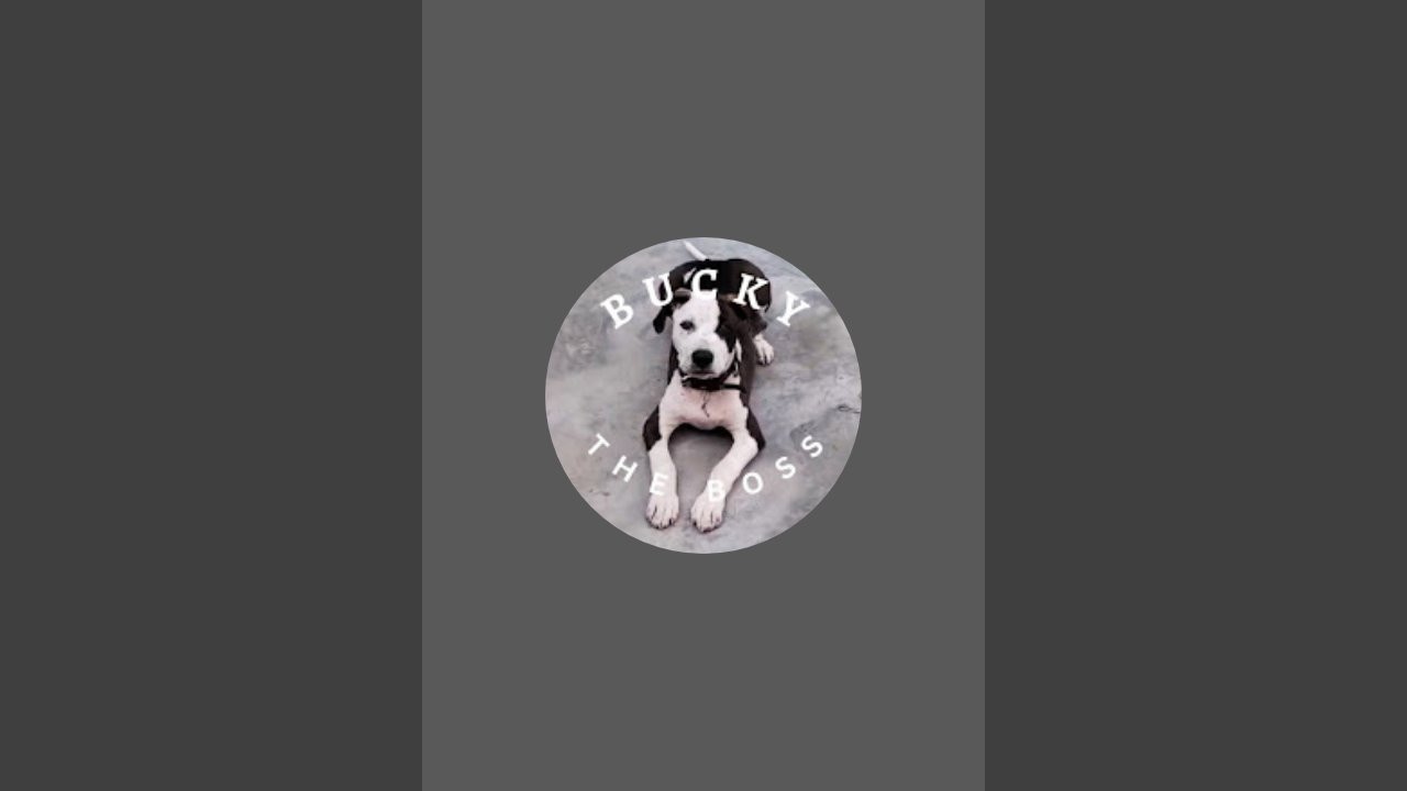 BuckyTheBoss is live!