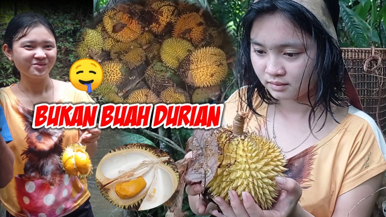 Mencari Buah Pekawai bersama Gadis Dayak~part3