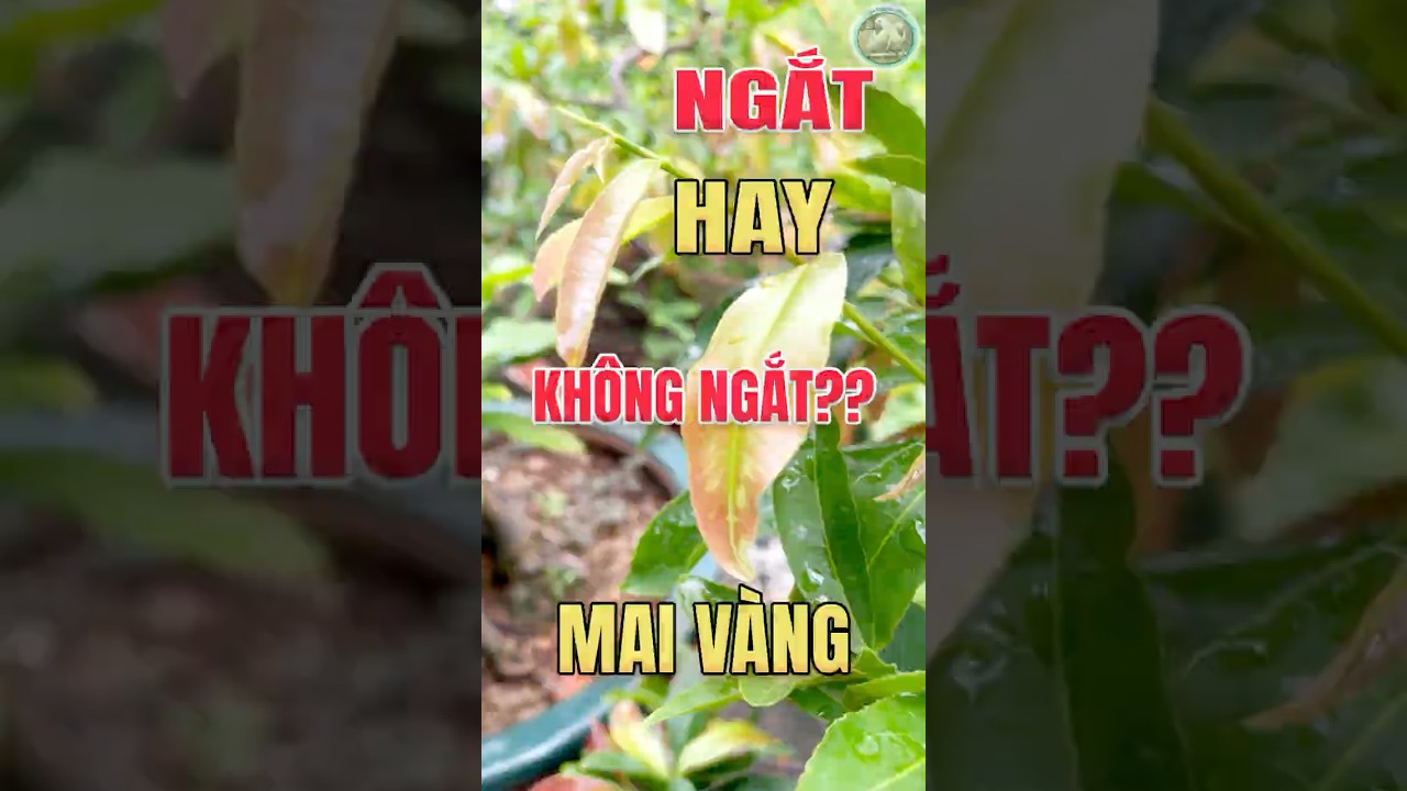 Cơi 2 đang ph&oacute;ng mạnh: Bấm hay Để?  #maivang #chamsocmaivang