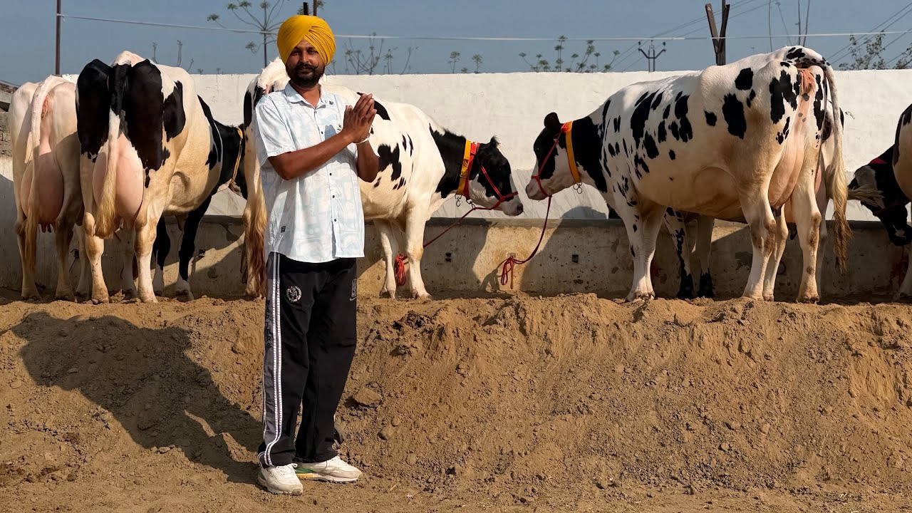 62807-13934,  42 ਗਾਵਾਂ ਵਿਕਾਊ ਸ਼ੀਨੀਵਾਲ ਡੇਹਰੀ ਫਾਰਮ ਬਰਨਾਲਾ