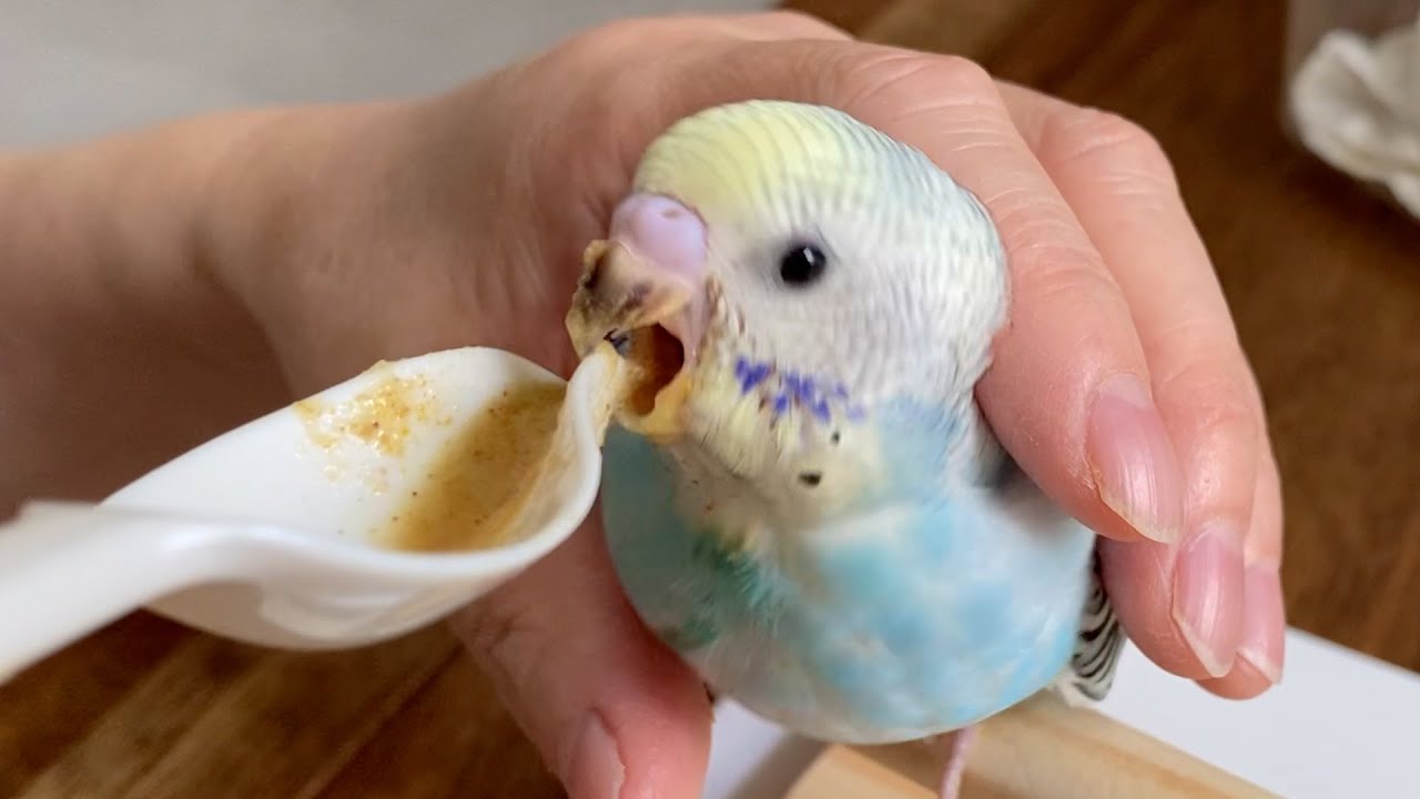 初飛行、ごまと対面、挿し餌を食べる様子【セキセイインコ  雛】