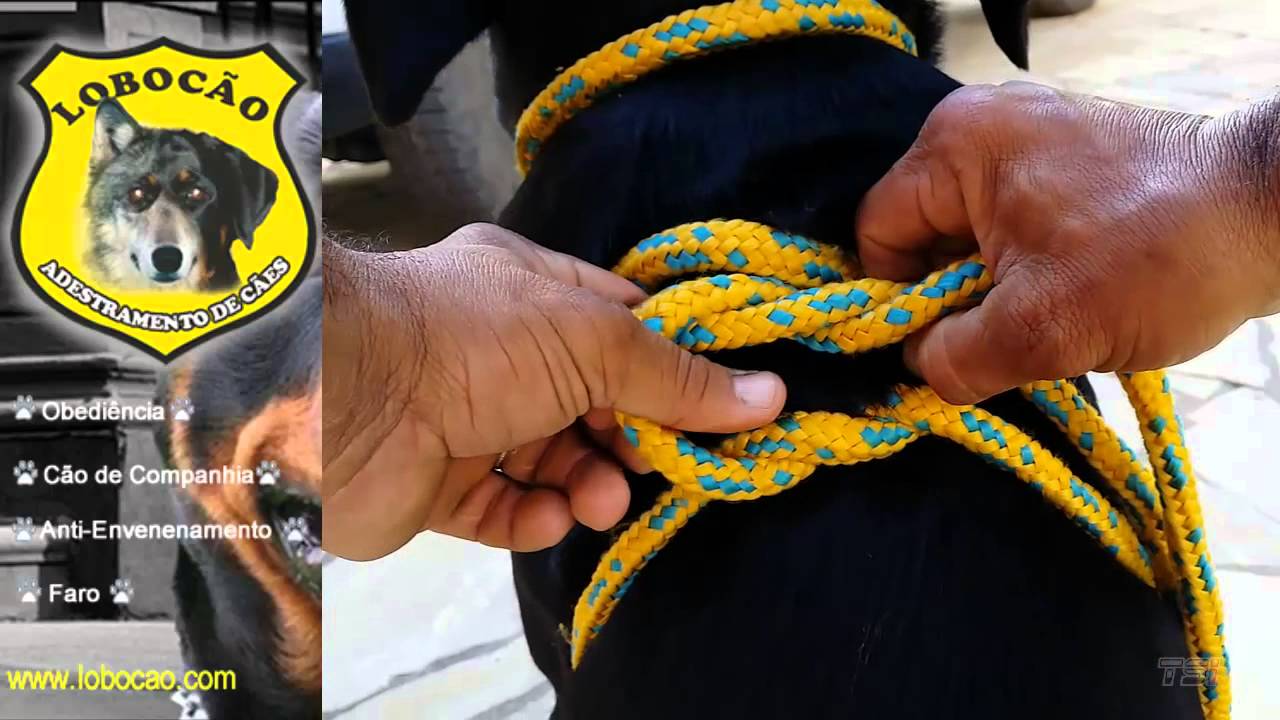 Como fazer um peitoral para seu  cachorro
