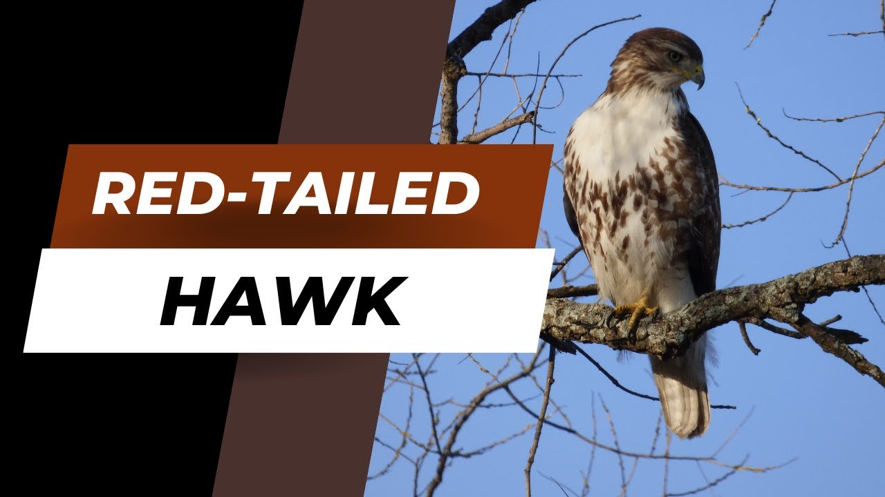 Learn the Red-tailed Hawk Song/Call