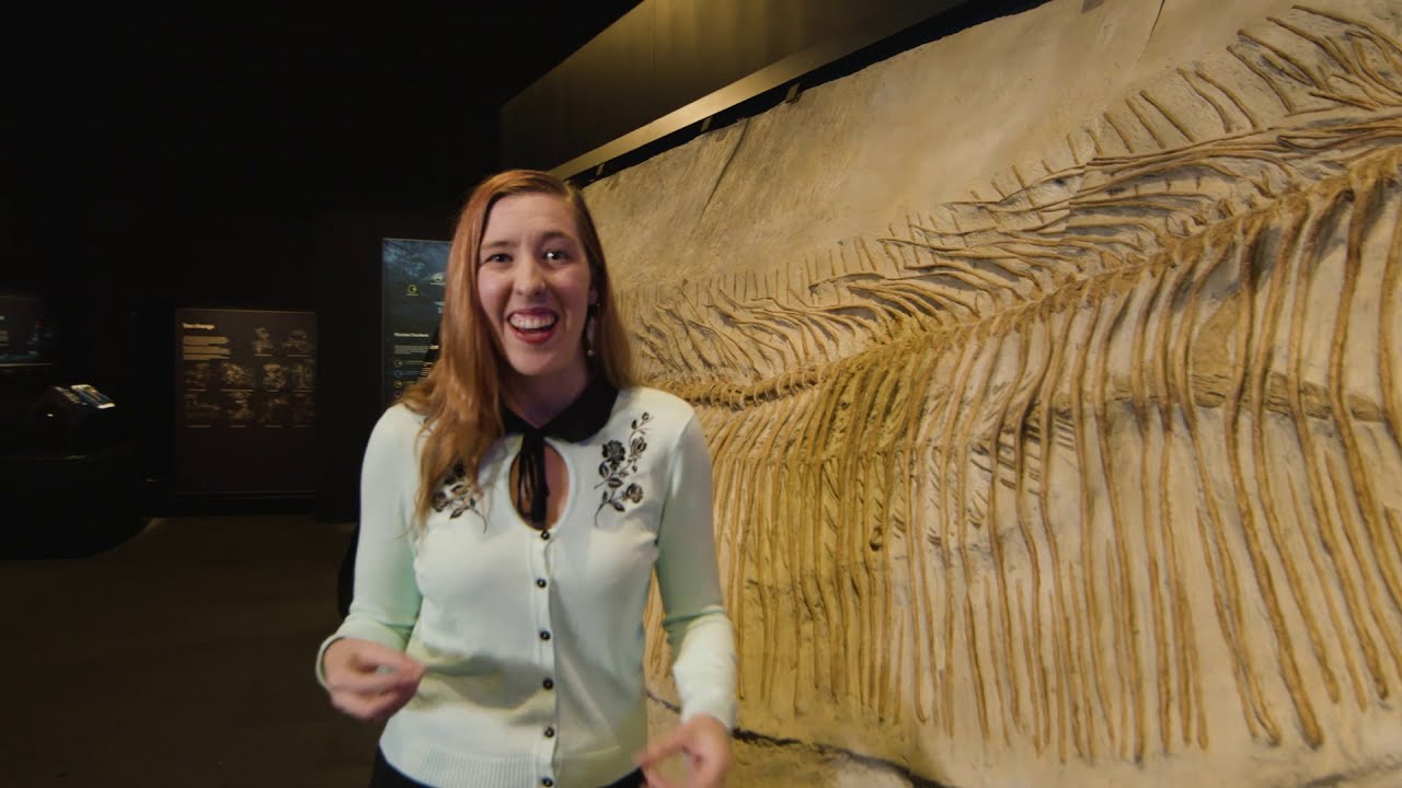 Guided-tour of Sea Monsters - Prehistoric Ocean Predators Exhibition