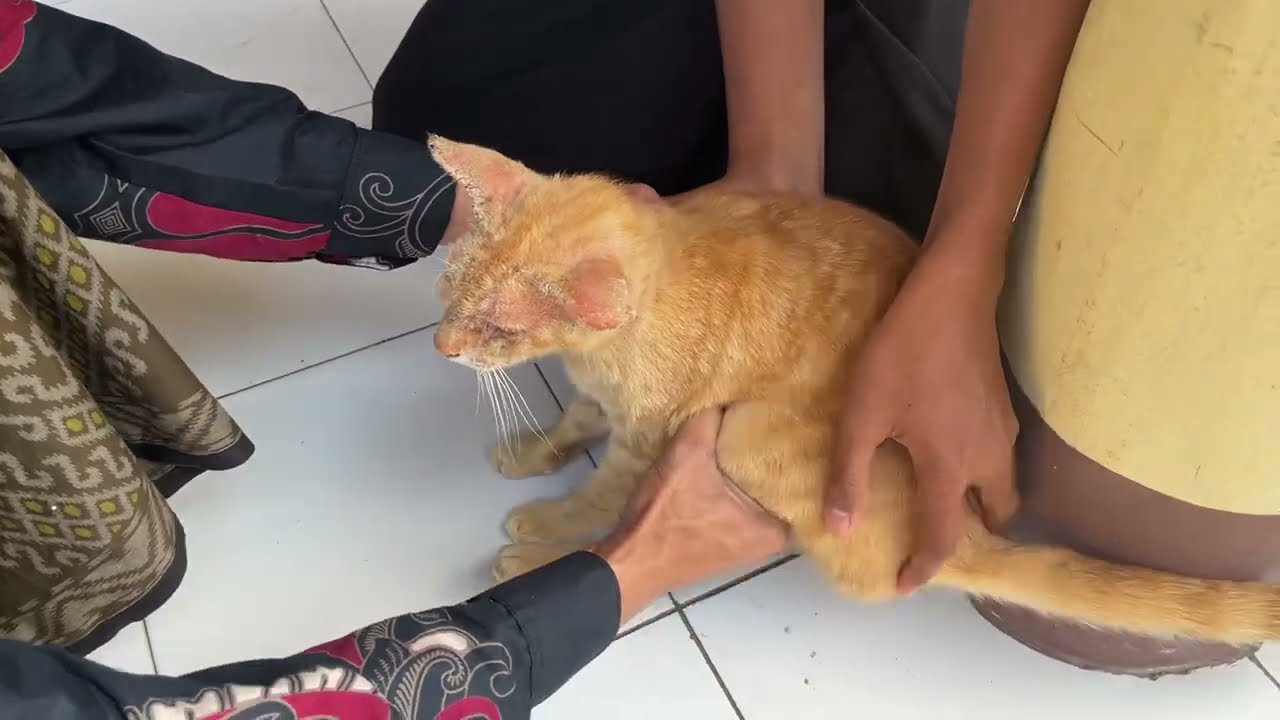 CARA PENYUNTIKAN WORMECTIN KUCING SCABIES ✅  JANGAN SALAH DOSIS BAHAYA ‼️
