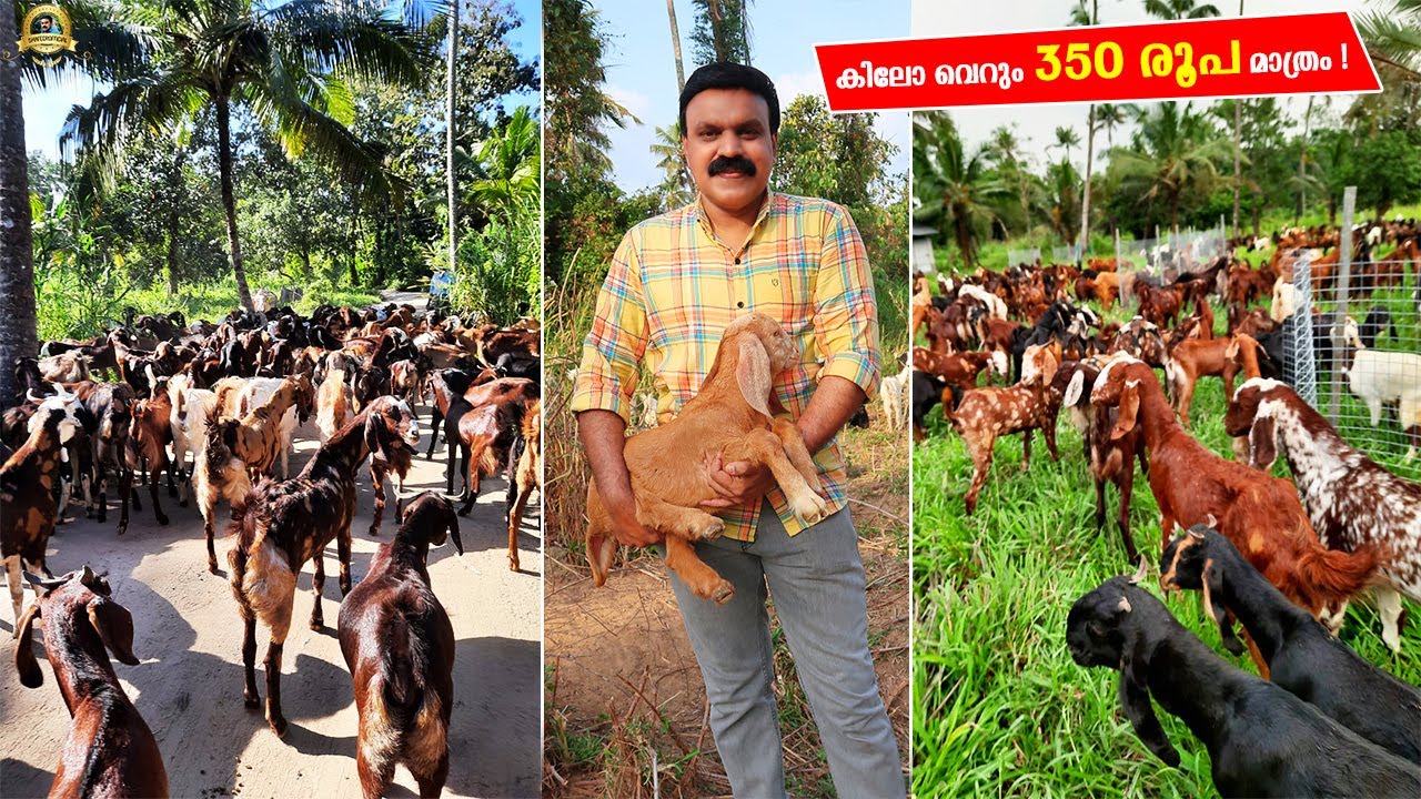 😲കിലോക്ക് വെറും 350 രൂപ മാത്രം ! |  Keralas Biggest Goat Farm |todays goat farm thrissur