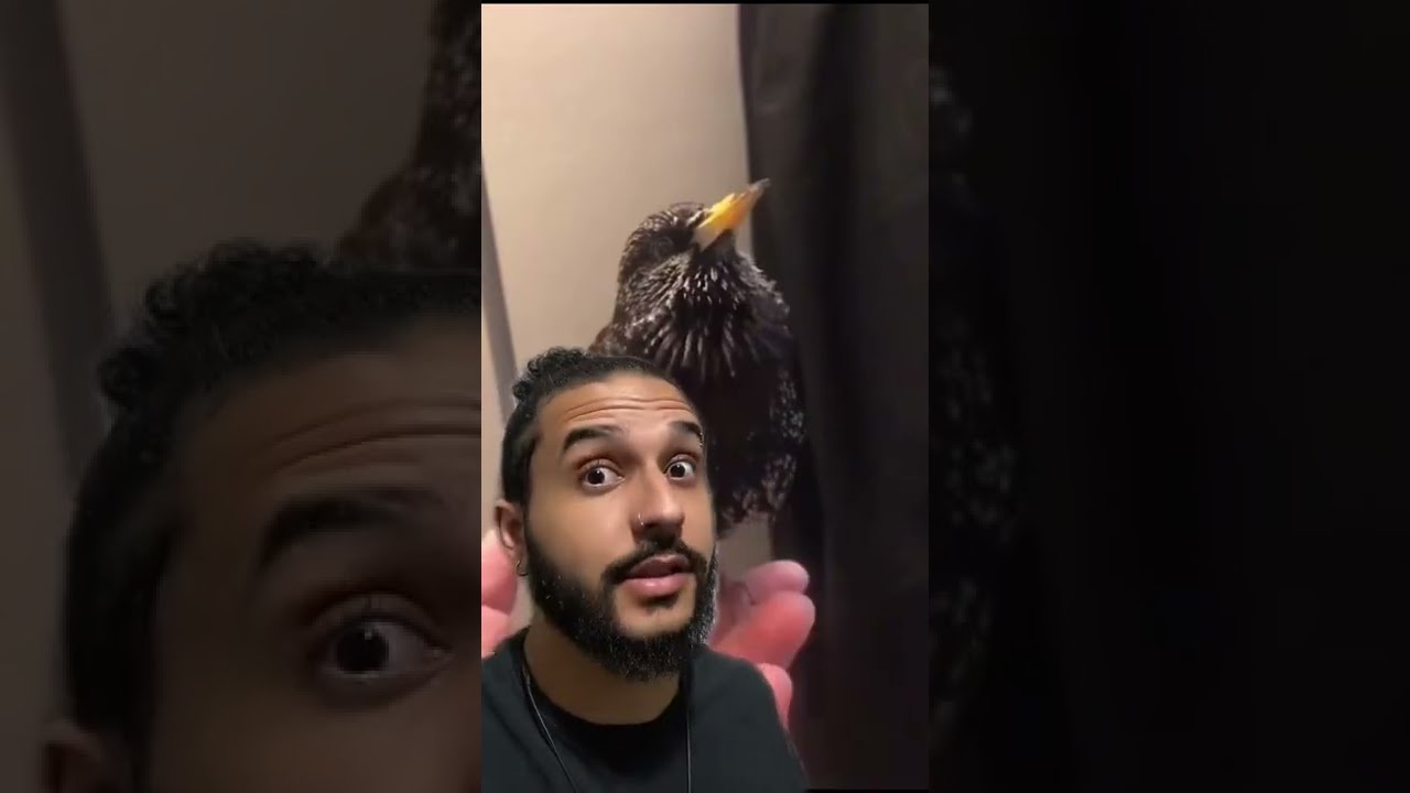 Ave BIZARRA imita VOZ HUMANA com PERFEI&Ccedil;&Atilde;O! | Biomesquita