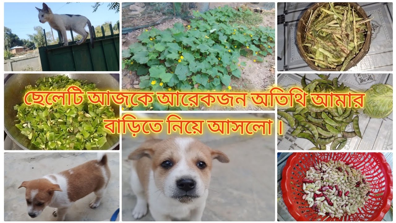 আজকে নতুন আরেকজন অতিথি আমার বাসায়,নতুন অতিথি দেখে আমার দুটো বিড়াল ভয় পেয়ে কোথায় যে হারিয়ে গেল 