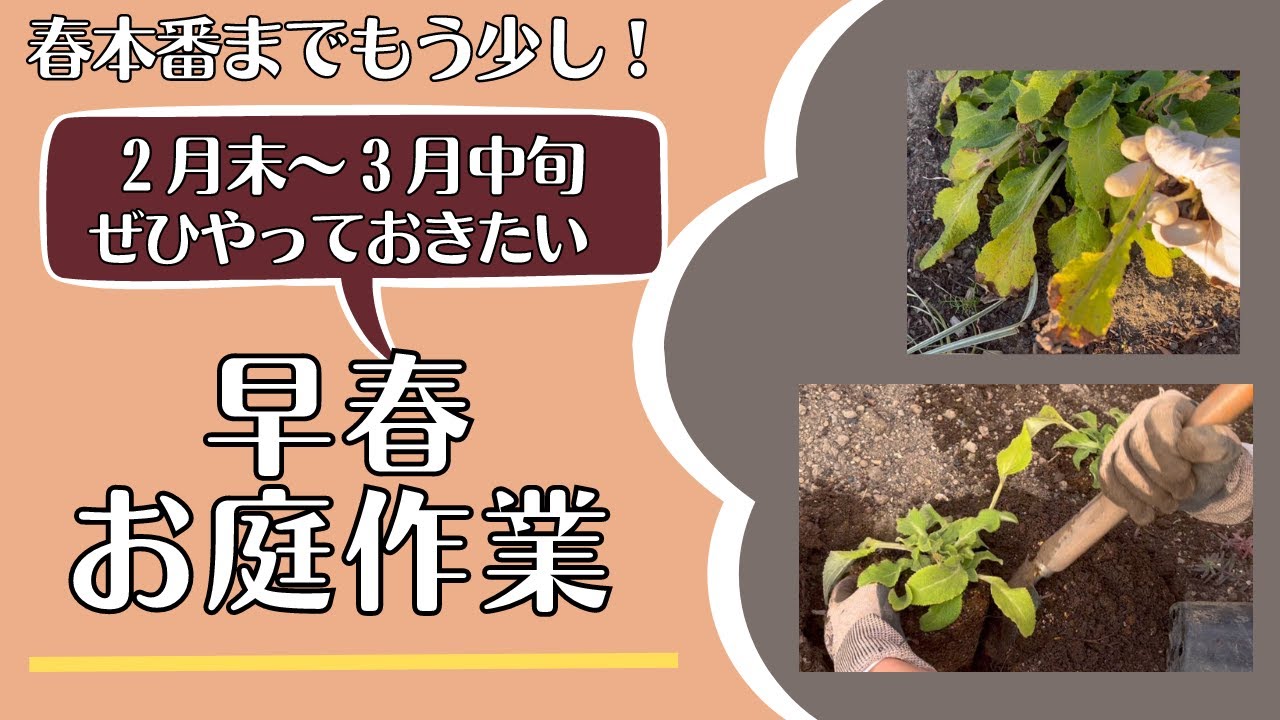 《３月お庭作業／シーズン幕開けの大切な作業》宿根草お手入れ／移植／植え付けなど今やっておきたい作業をご紹介