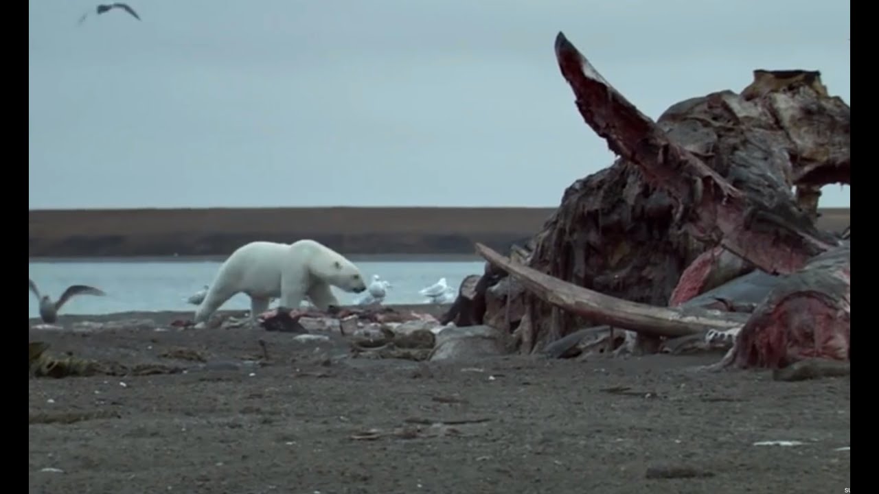 Polar Bears Feast On Dead Whale  | Wild Alaska | BBC Earth