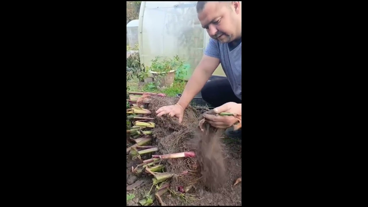 КАННЫ уборка на зиму