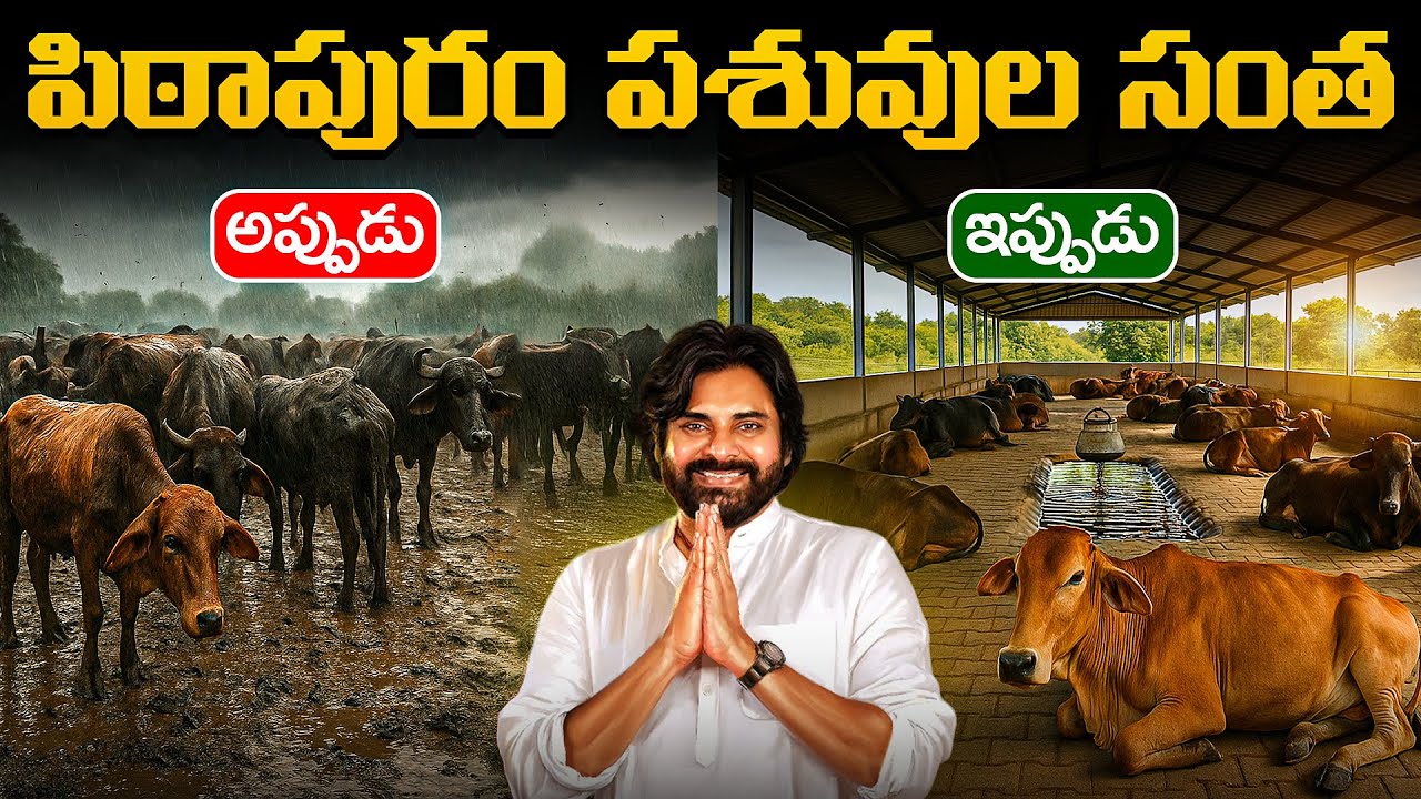 Before Vs After Pithapuram Cattle Organization Center #pawankalyan #pithapuram #pspk #janasenaparty 
