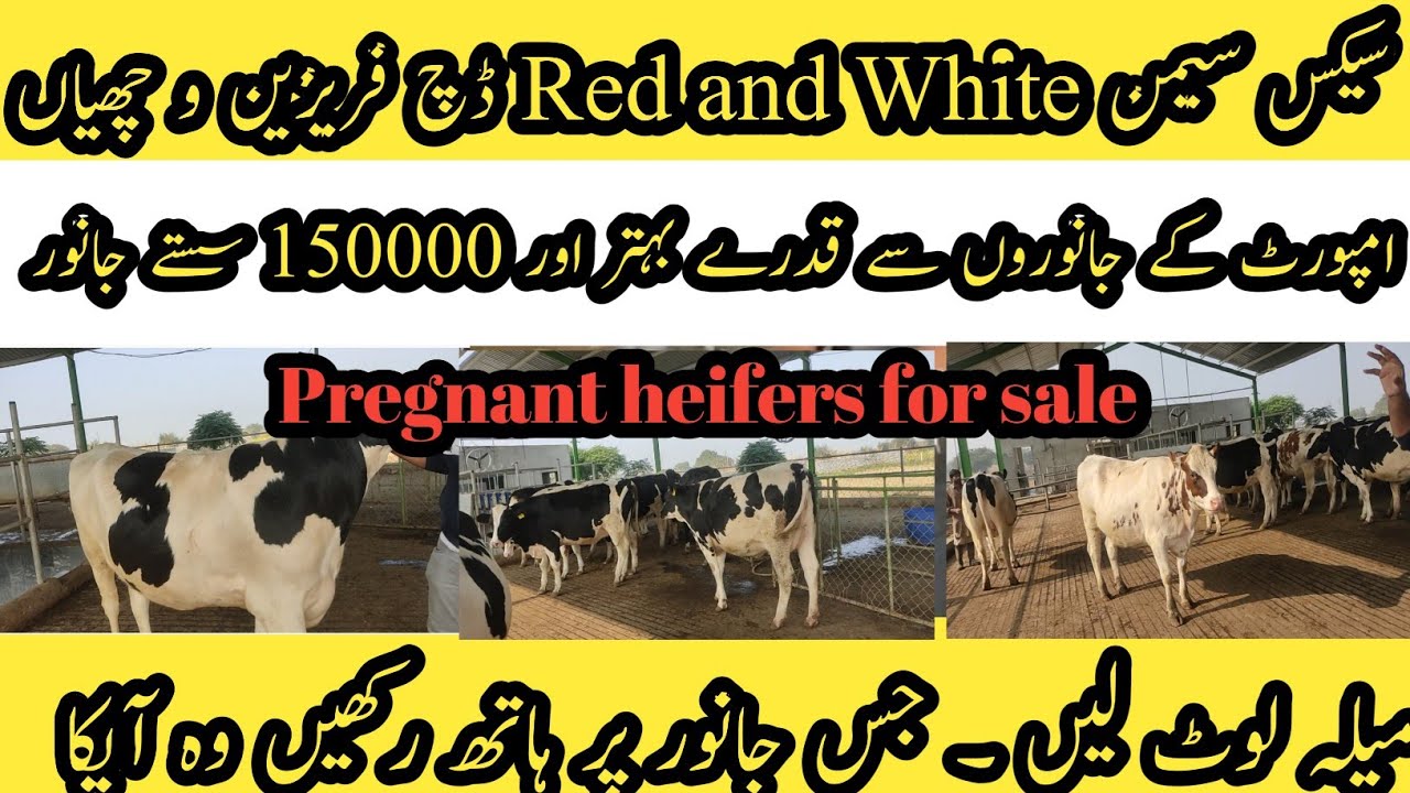 Pure Red and white Dutch pregnant heifers for sale II Best quality pure cheap Dutch heifers