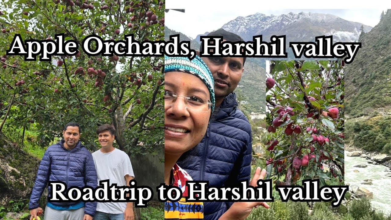 Roadtrip to Harsil valley | Apple orchards in Jhala village | Uttarakhand @Back2NatureHolidaysB2NH 