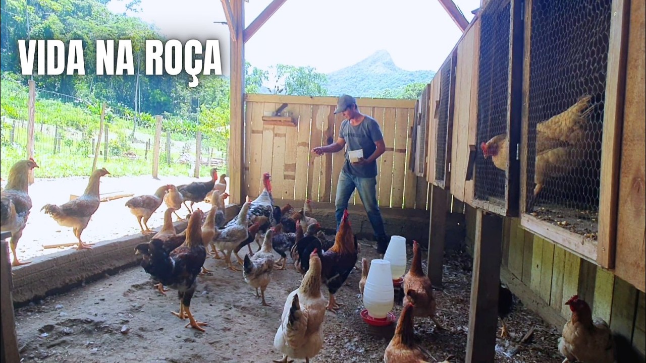 PRECISEI MUDAR ALGO AQUI NO SÍTIO, PARA MELHOR +  VEJA GALINHEIRO  SUPER PRODUTIVO