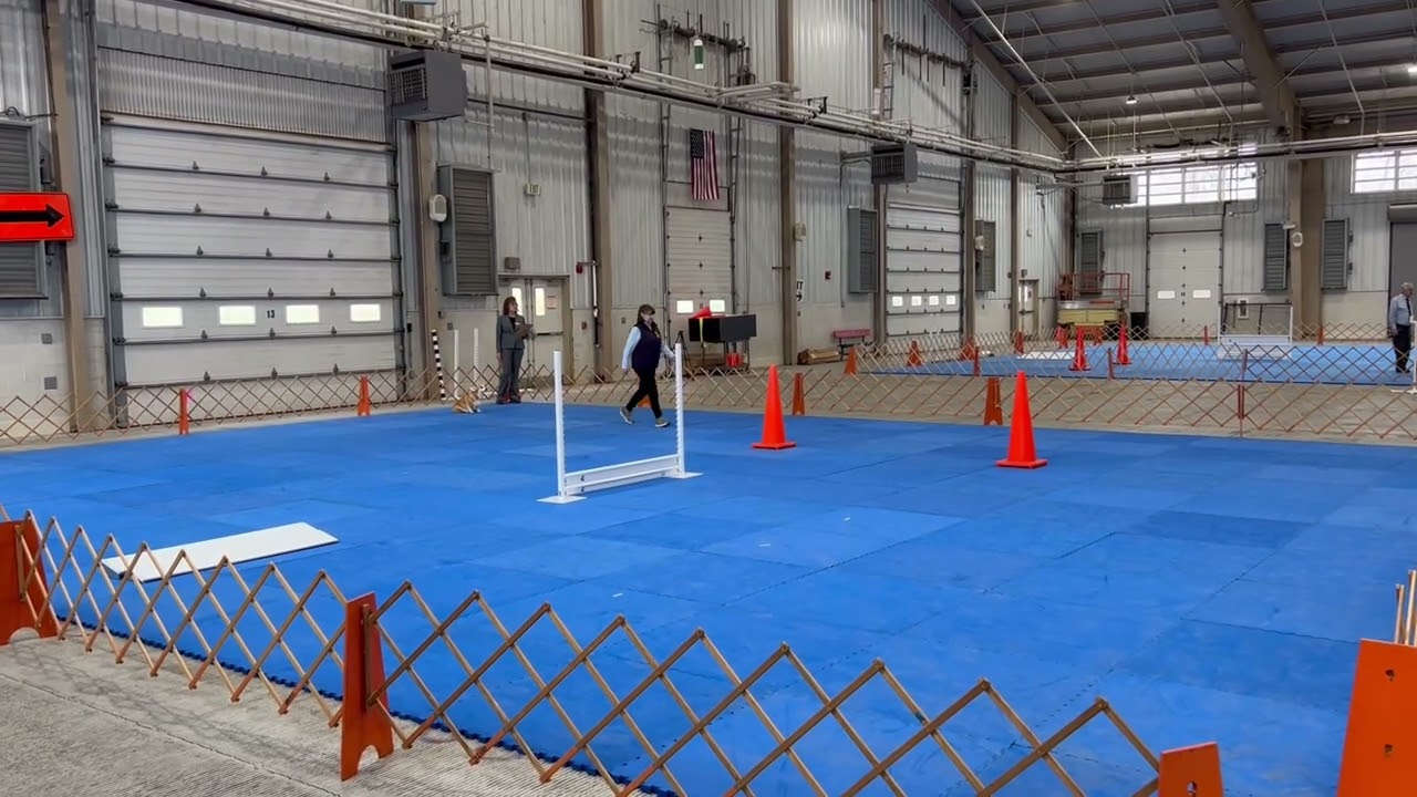 Julie’s run in Open A at the show