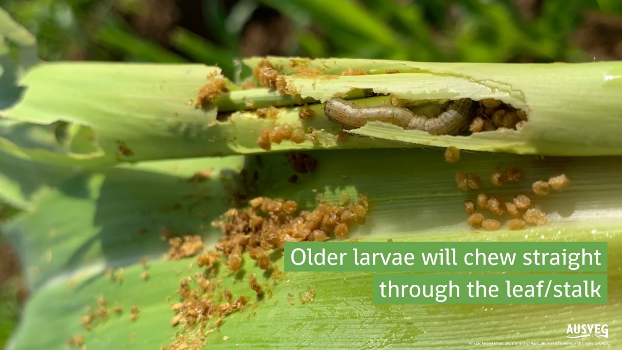 Fall armyworm - what to look for