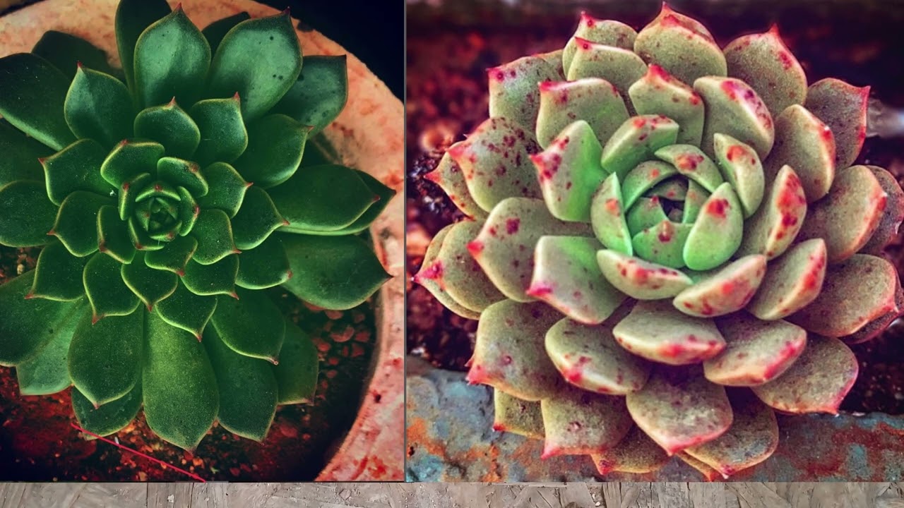 || SUCCULENT FAQ 38 || HOW DO I KNOW IF MY SUCCULENT IS DORMANT ||