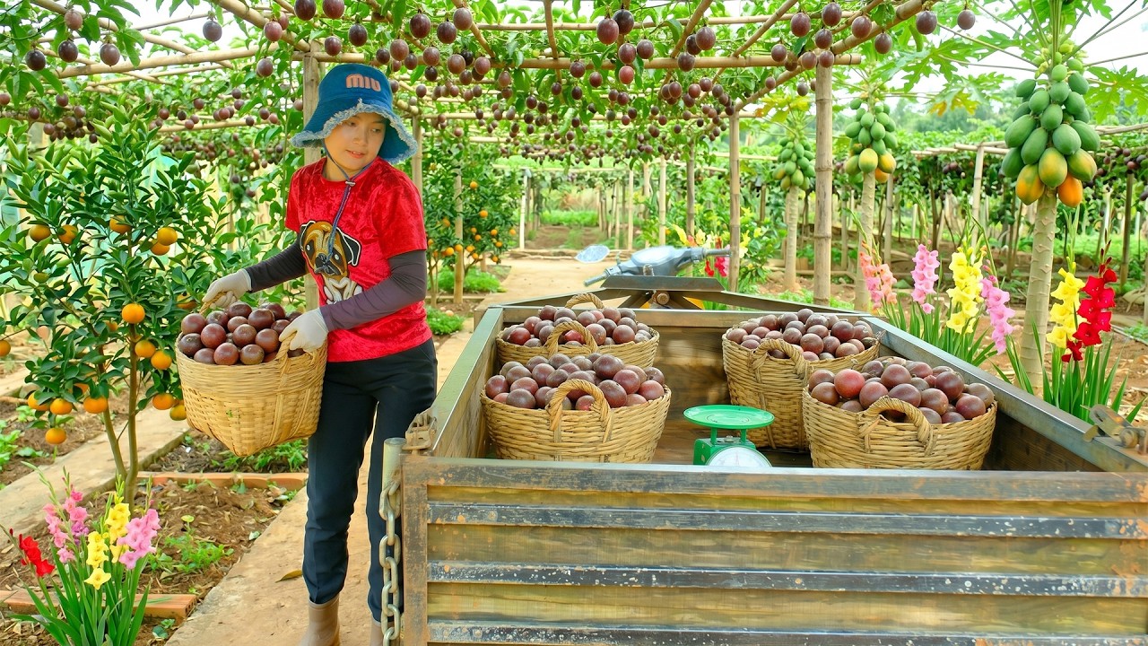 Harvest Passion Fruit To Sell At The Market &ndash; Remove Old Luffa Vines, Bathe A Puppy,Gather Firewood