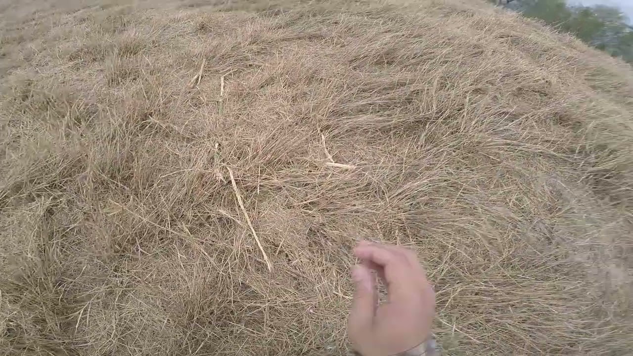 tried to get away