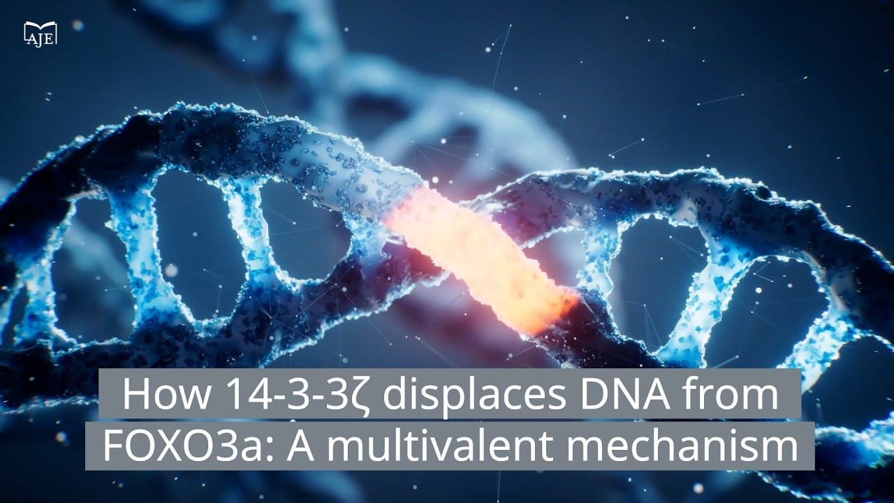 14-3-3ζ interacts with DNA-binding domain of FOXO3a and competitively dissociates DNA