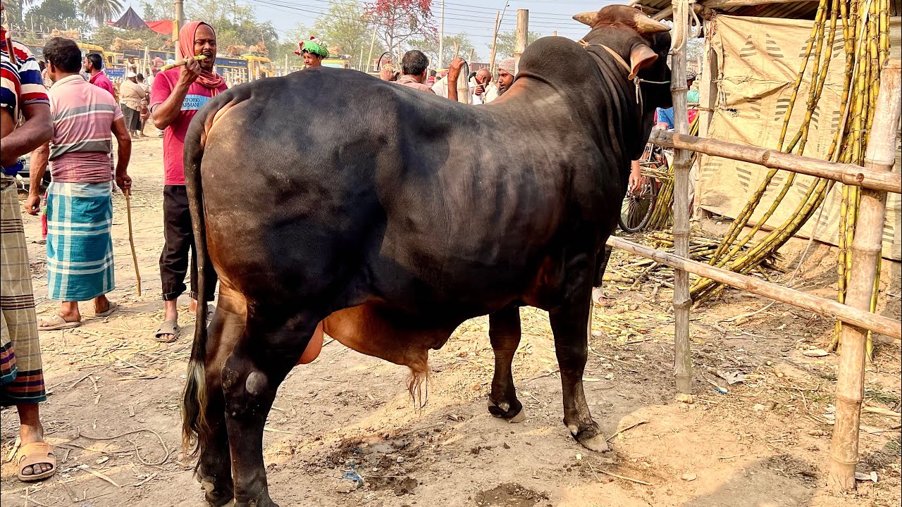Our Mission to Alamdanga | 2025 | Big Cows | Huge Bargaining | Great Team Work