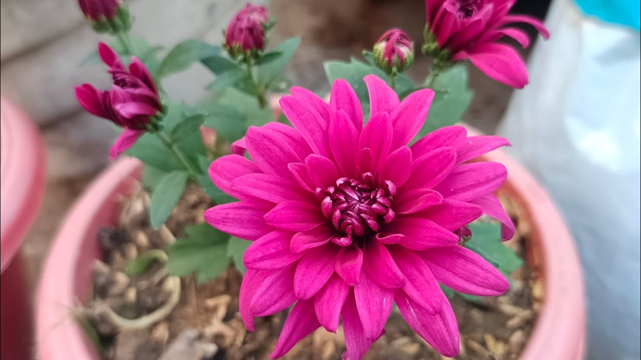ମୋ ବଗିଚାରେ ଥିବା କିଛି ସେବତୀ ଗଛ ❤️🫶🫰🫶❤️#gardening #natureflowers #nature #naturephotography #flower