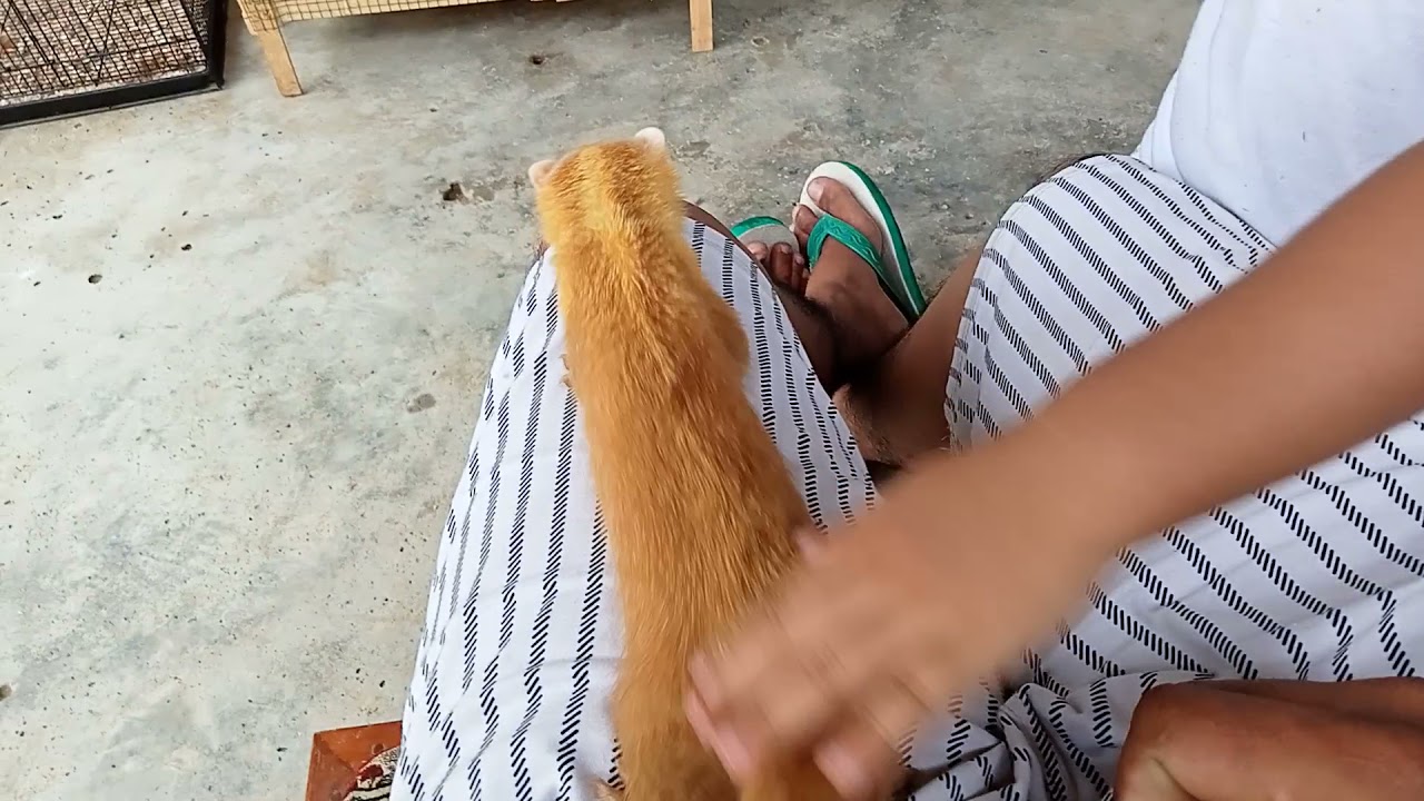 MALAYAN GOLDEN WEASEL JINAK