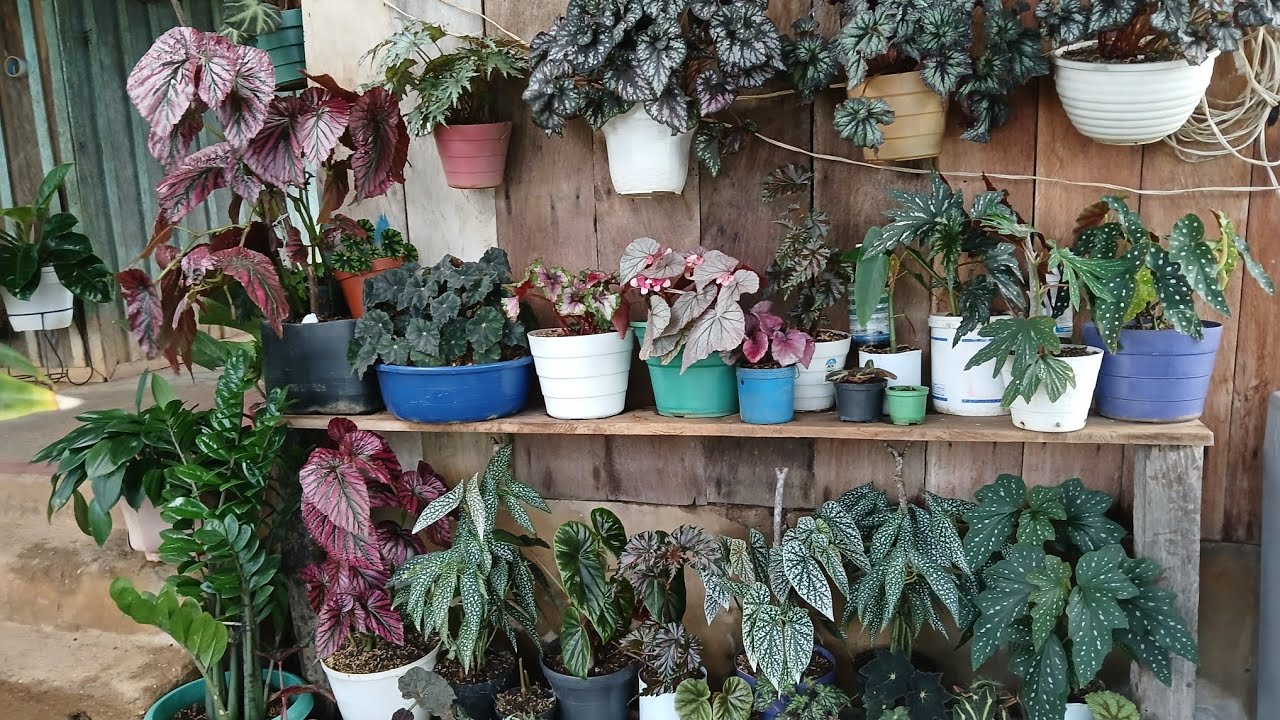ANTES Y DESPUÉS DEL ARREGLO A MIS BEGONIAS♥️😱🪴😱🌺